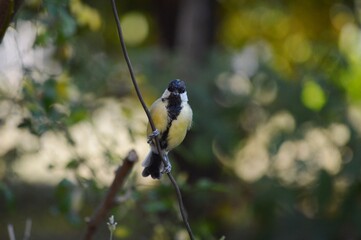 a small bird on a branch