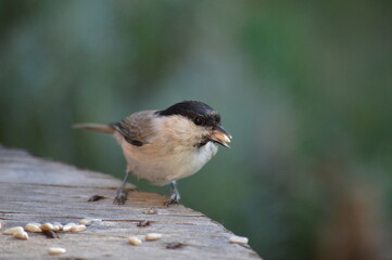 a small bird is looking for food