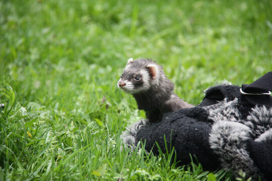 A ferret sitting at a bag in the grass. Walking a feret outdoors.