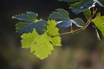 the green leaves of the vine illuminated by the sun