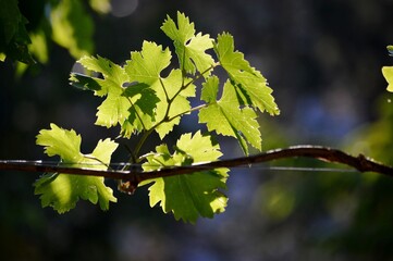 the green leaves of the vine illuminated by the sun