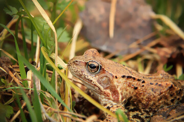 A common frog (Rana temporaria) in the grass