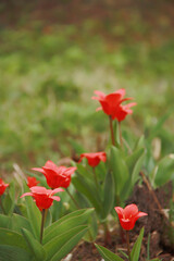 Red flowers of Greig's tulip in the forest