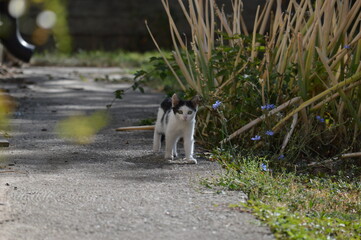 a little black and white cat is walking