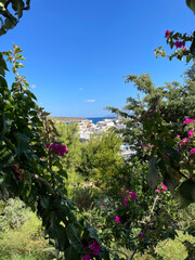 flowers with a view