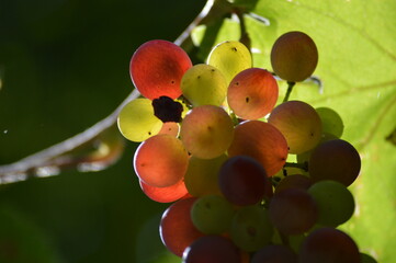 ripe grapes in the fall