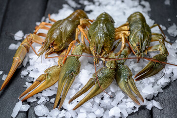 three large fresh crayfish on ice on a black background
