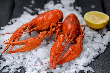 two large boiled crayfish on ice on a black background with lemon close-up
