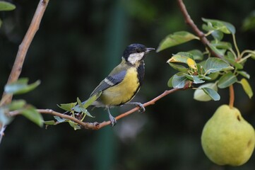 Fototapeta premium a small bird on a branch
