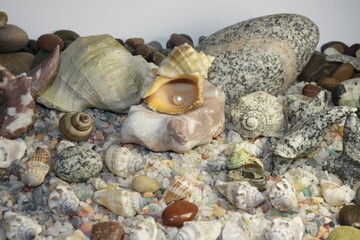 white pink pearls in a shell and stones of different breeds and shapes