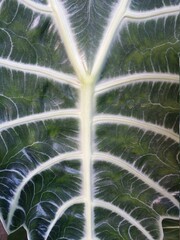 close up of symmetric pattern line on leaf