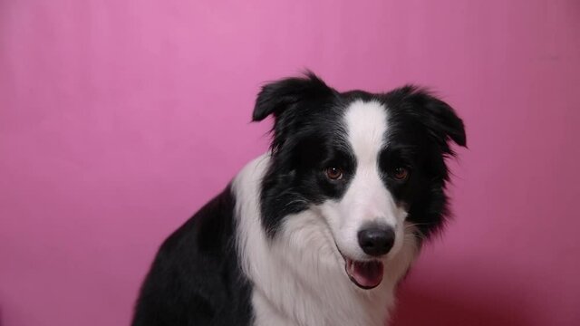Funny cute puppy dog border collie holding toy ball in mouth isolated on pink background. Purebred pet dog with tennis ball wants to playing with owner. Pet activity and animals concept