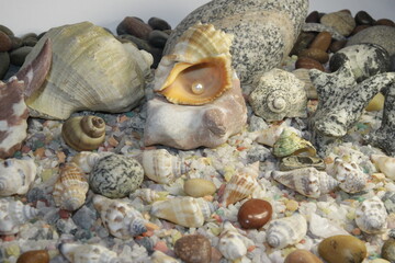 white pink pearls in a shell and stones of different breeds and shapes