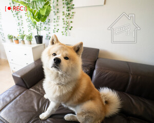 Dog sitting on sofa with surveillance icon at smart home