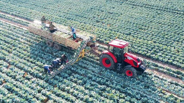 Farmers are putting harvested cabbage onto the tractor conveyor