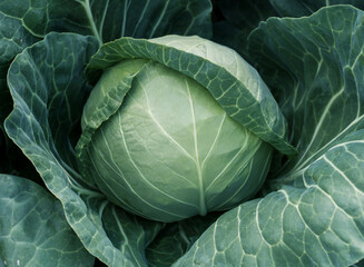 Obraz premium head of young green cabbage close-up.