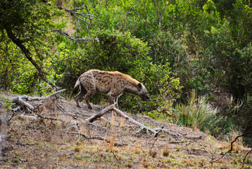 spotted hyena, Crocuta crocuta, also laughing hyena