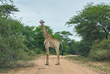 Tall Giraffe in the african bush