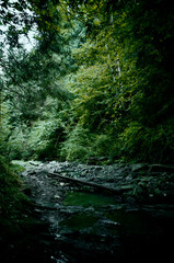 Obraz premium Mountain river, forest landscape. Calm landscape in the middle of a green forest. High quality photo