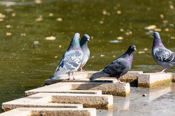 Pigeons near to the water in park