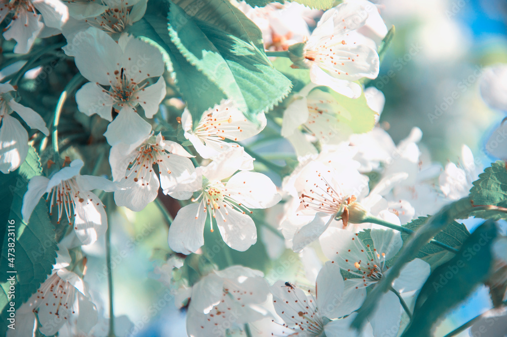 Wall mural cherry blossom tree, many flowers, spring background. High quality photo