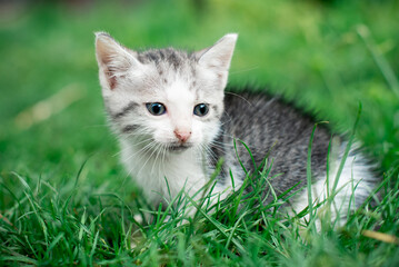 Naklejka na ściany i meble Little kitten on a background of green grass