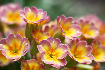 Sunny spring day. Primula flowers with petals in pink and yellow colors close up.