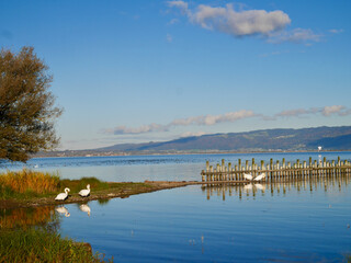 Entenbad, bird sanctuary, at Rheinholz, Lake of Constance. Vorarlberg, Austria.