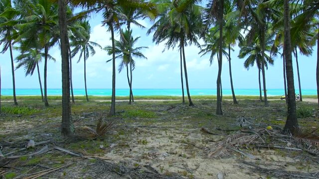 Landscape with the view through the coconut trees to a beautiful beach with blue sea and tourist buggy passing on the background. Brazilian northeast beach of Maracaipe, at Ipojuca PE, Brazil.
