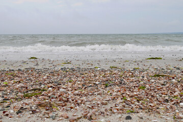 Slipper shells at Shell Point Beach, Buzzards Bay, Massachusetts, USA.