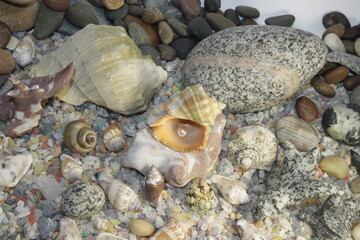 white pink pearls in a shell and stones of different breeds and shapes
