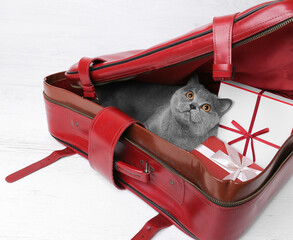 British cat in a red suitcase