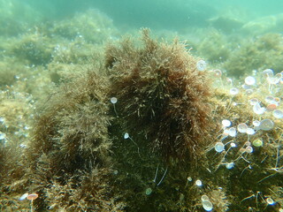 Naklejka na ściany i meble Common green branched weed (Cladophora rupestris) undersea, Aegean Sea, Greece, Halkidiki