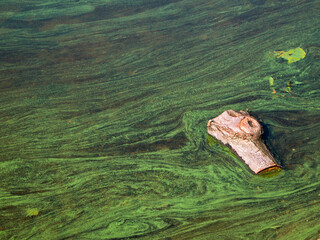 Driftwood drifts along the river. The surface of the water is covered with green mud and algae. Bright, rich colors.