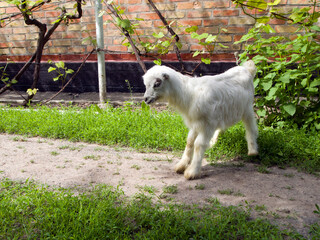 A little goat kid jumps around the yard next to the house. Fun pastime in the village.