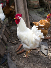 A beautiful white rooster with a red tuft walks through the area. Simple rural environment. Small private farm.