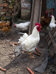 A large white rooster with a red tuft walks through its domain. Poultry in the backyard of the household.
