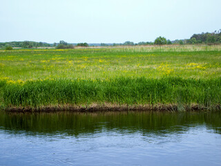 Green field with yellow flowers which is reflected in the blue water. Picturesque river landscape. Rest in the village.