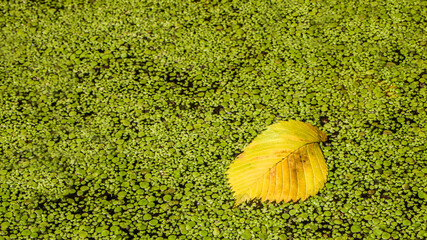 Blurred natural autumn background. The surface of the water is covered with juicy green duckweed, on which lies a yellow fallen leaf from a tree.