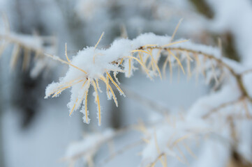 Larch branch covered by snow on white background