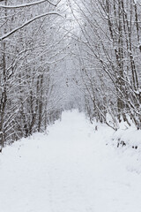 Deciduous forest in winter covered by snow
