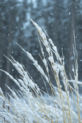 Frozen grass covered by snow on dark background