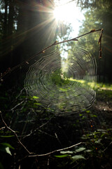 Kreuzspinne im Spinnennetz im Wald mit Morgen Sonne als Gegenlicht