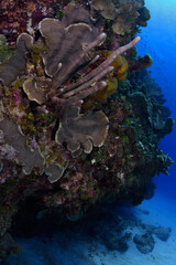 Fototapeta na wymiar Deep reef of corals and sponges.