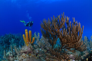 Scuba diver hovering over seafans On coral reef.
