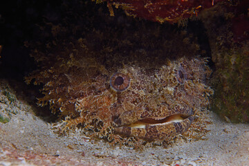 Leopard toadfish, Utilla Island, Bay Islands, Honduras