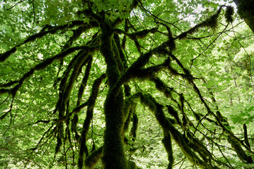 Mossy tree in Buerserschlucht, Vorarlberg, Austria.