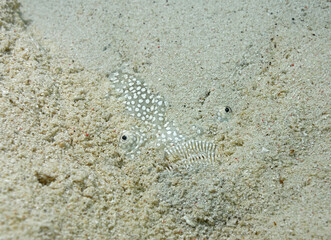 Southern stargazer, Astrocopus y-graecum, Utilla Island, Bay Islands, Honduras