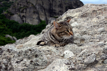 A young tabby cat lies on a stone in the mountains and looks away. Beautiful striped cat in nature. Meteora, Greece