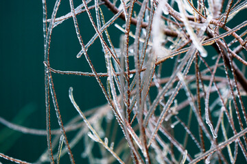 Transparent crystals ice texture background with plants. Ice on the dew. Winter background